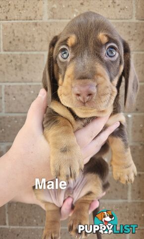 Miniature Dachsund Puppies