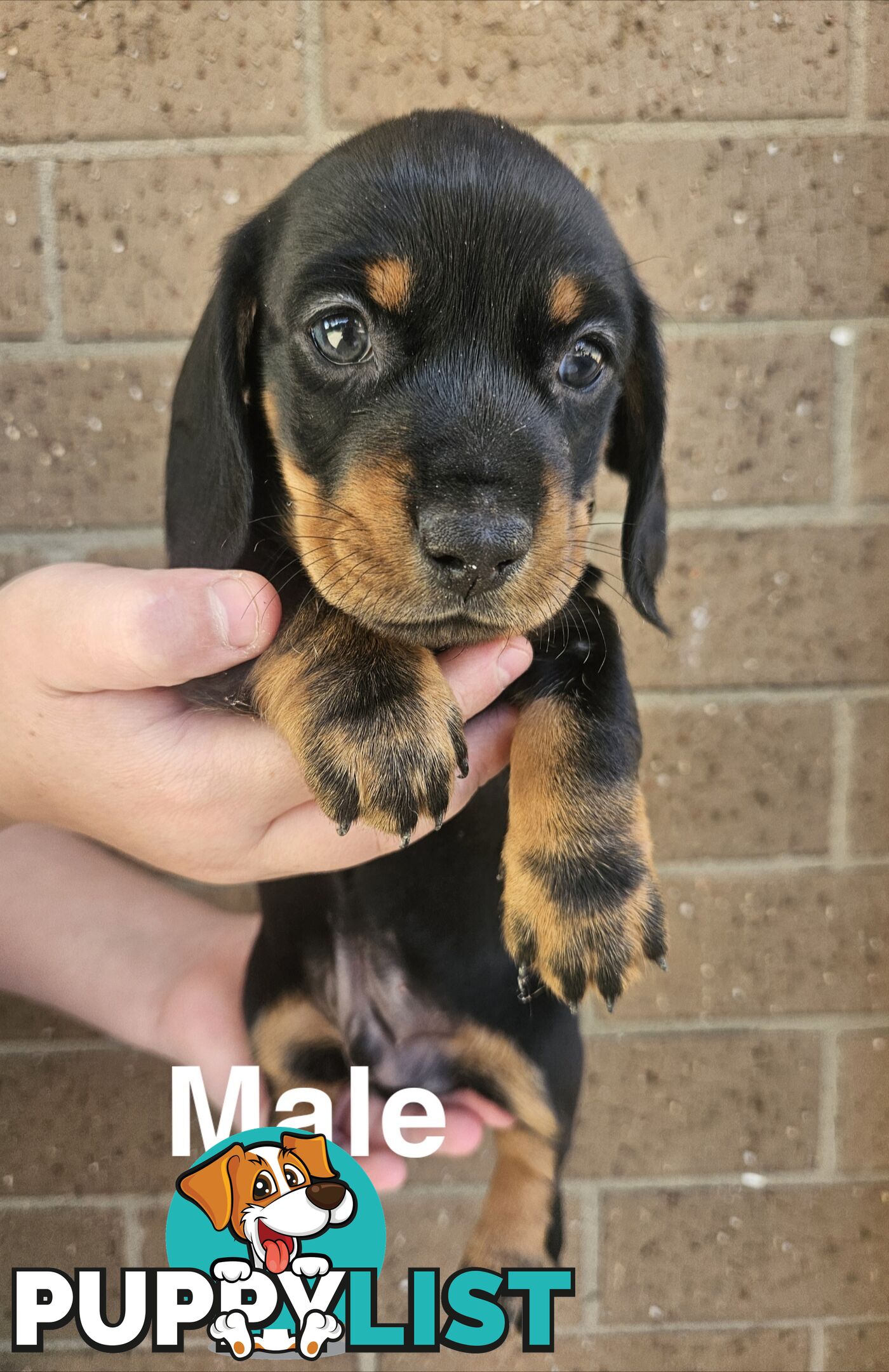 Miniature Dachsund Puppies