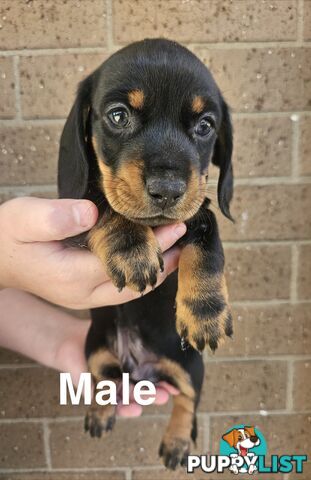 Miniature Dachsund Puppies