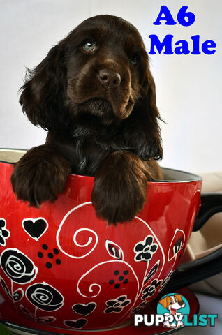 Cocker Spaniel Puppies, Parents DNA clear