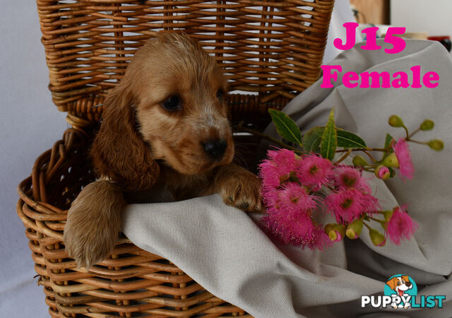 Cocker Spaniel Puppies, Parents DNA clear