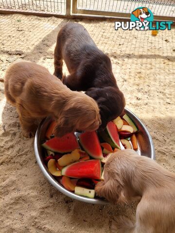 Cocker Spaniel Puppies, Parents DNA clear