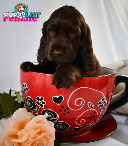 Cocker Spaniel Puppies, Parents DNA clear