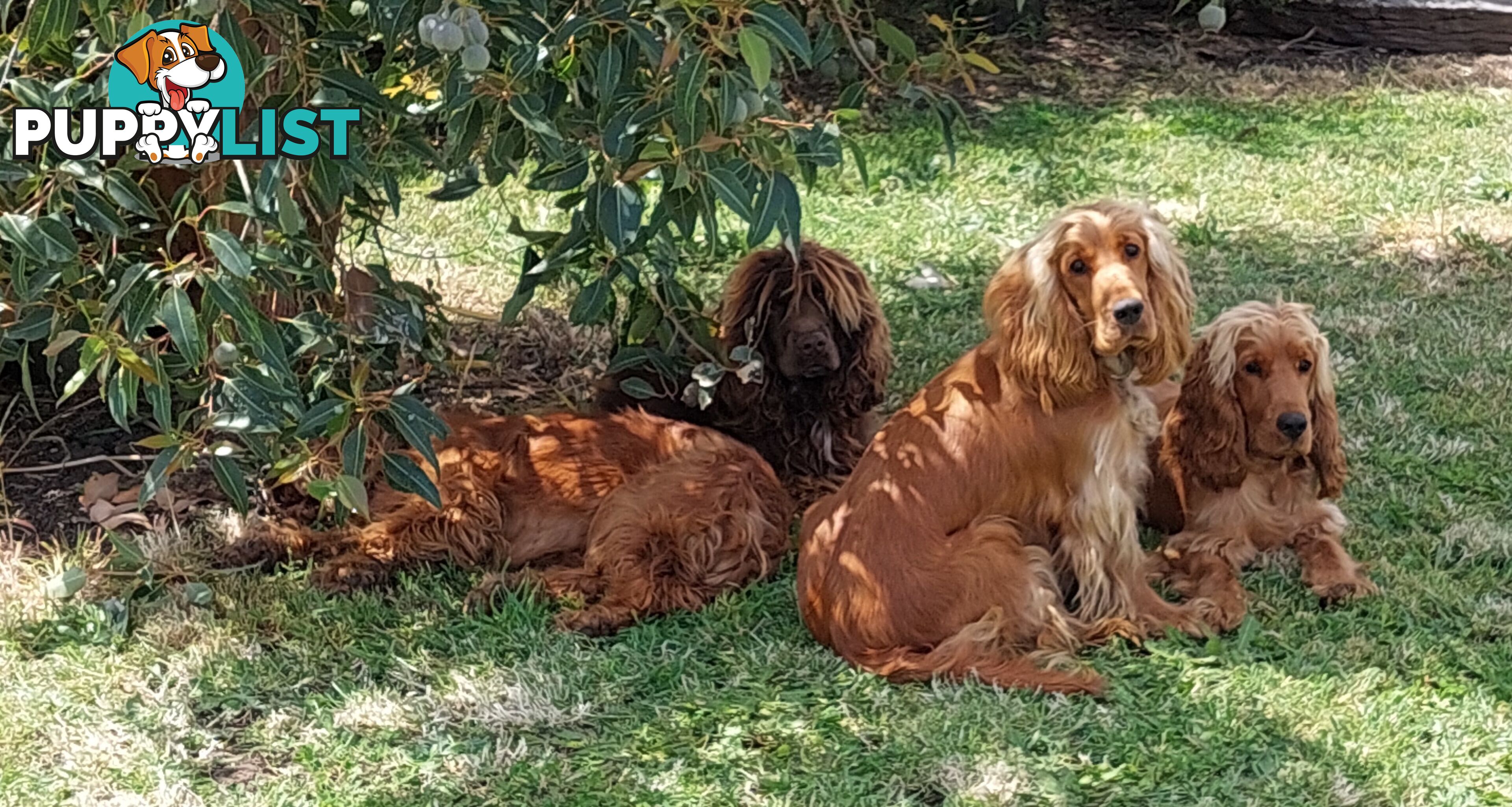 Cocker Spaniel Puppies, Parents DNA clear