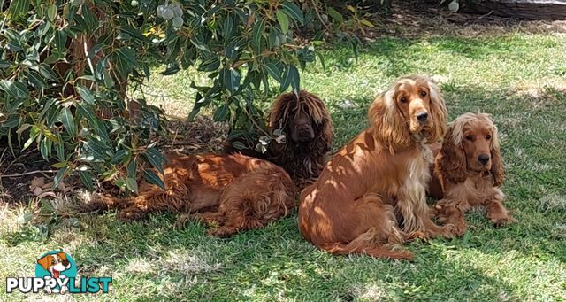 Cocker Spaniel Puppies, Parents DNA clear