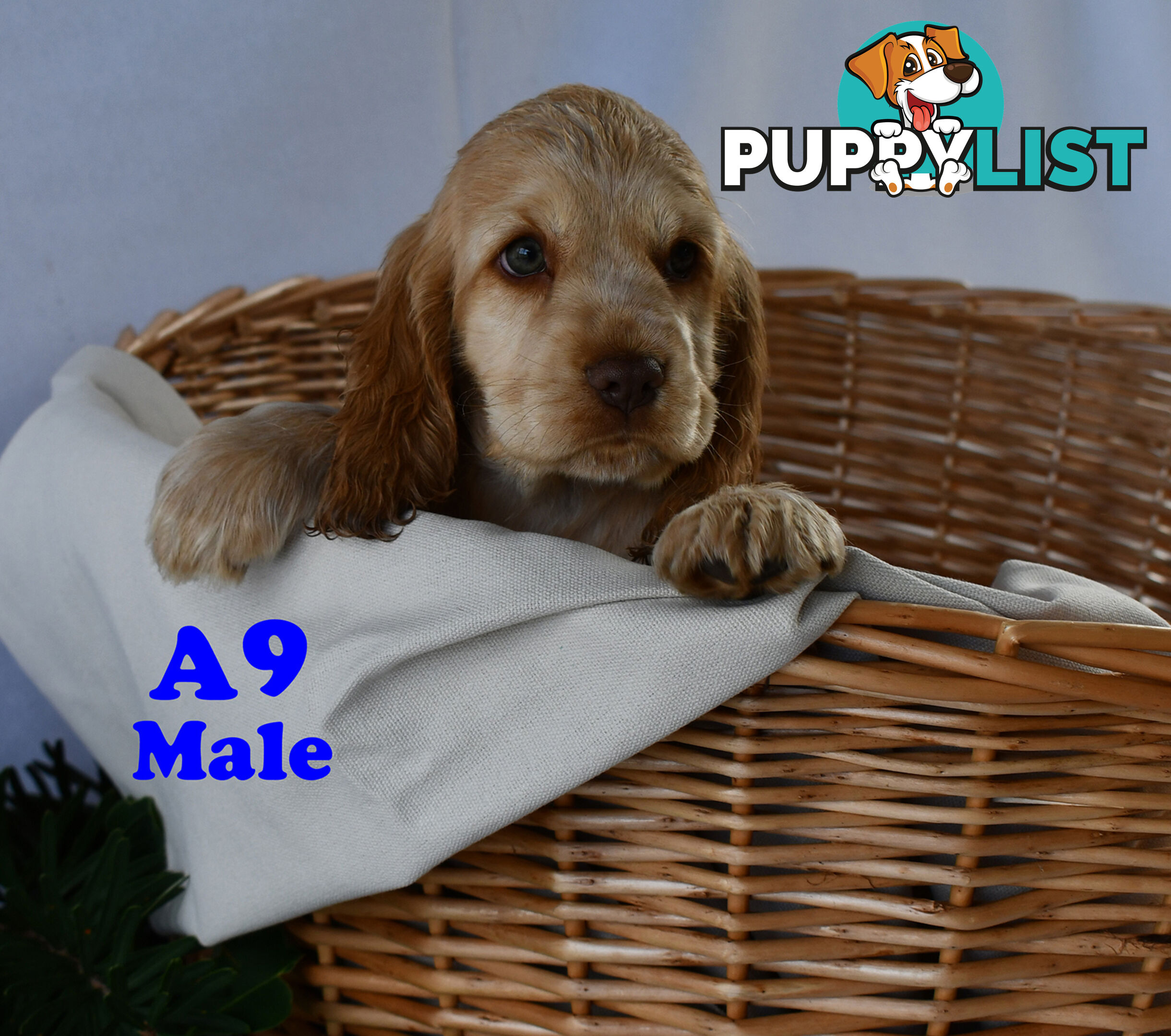 Cocker Spaniel Puppies, Parents DNA clear