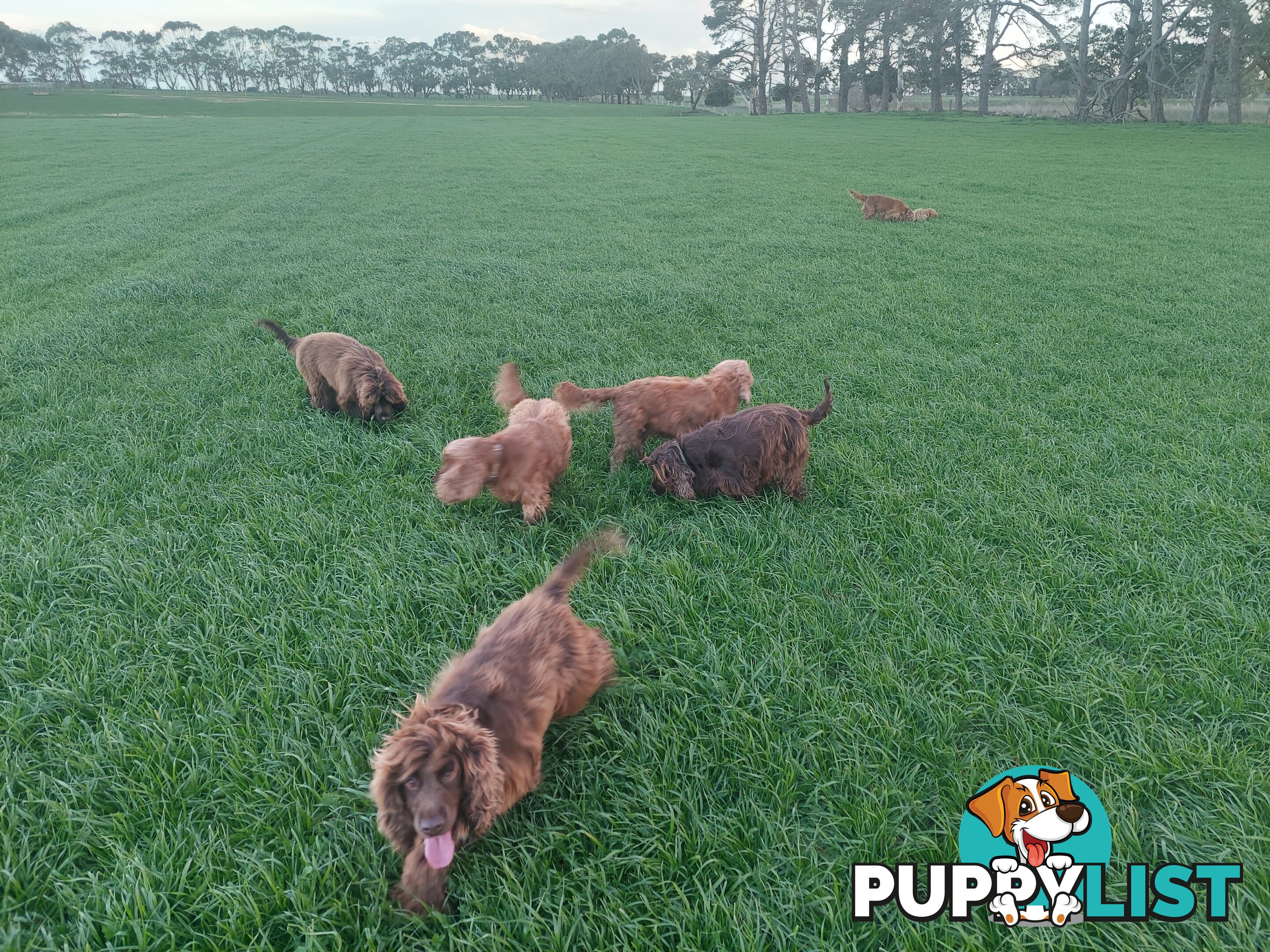 Cocker Spaniel Puppies, Parents DNA clear