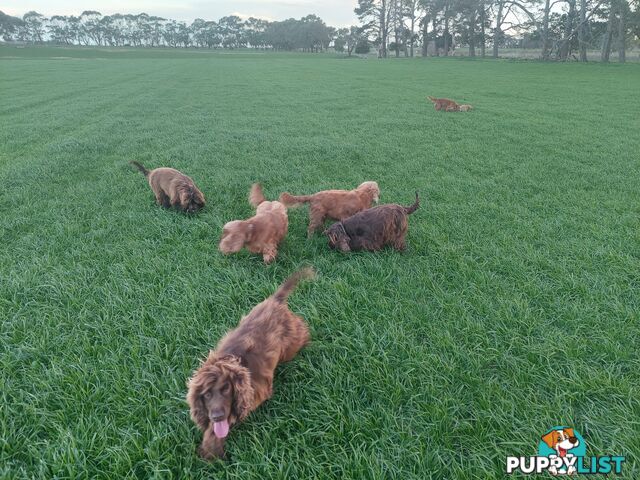 Cocker Spaniel Puppies, Parents DNA clear