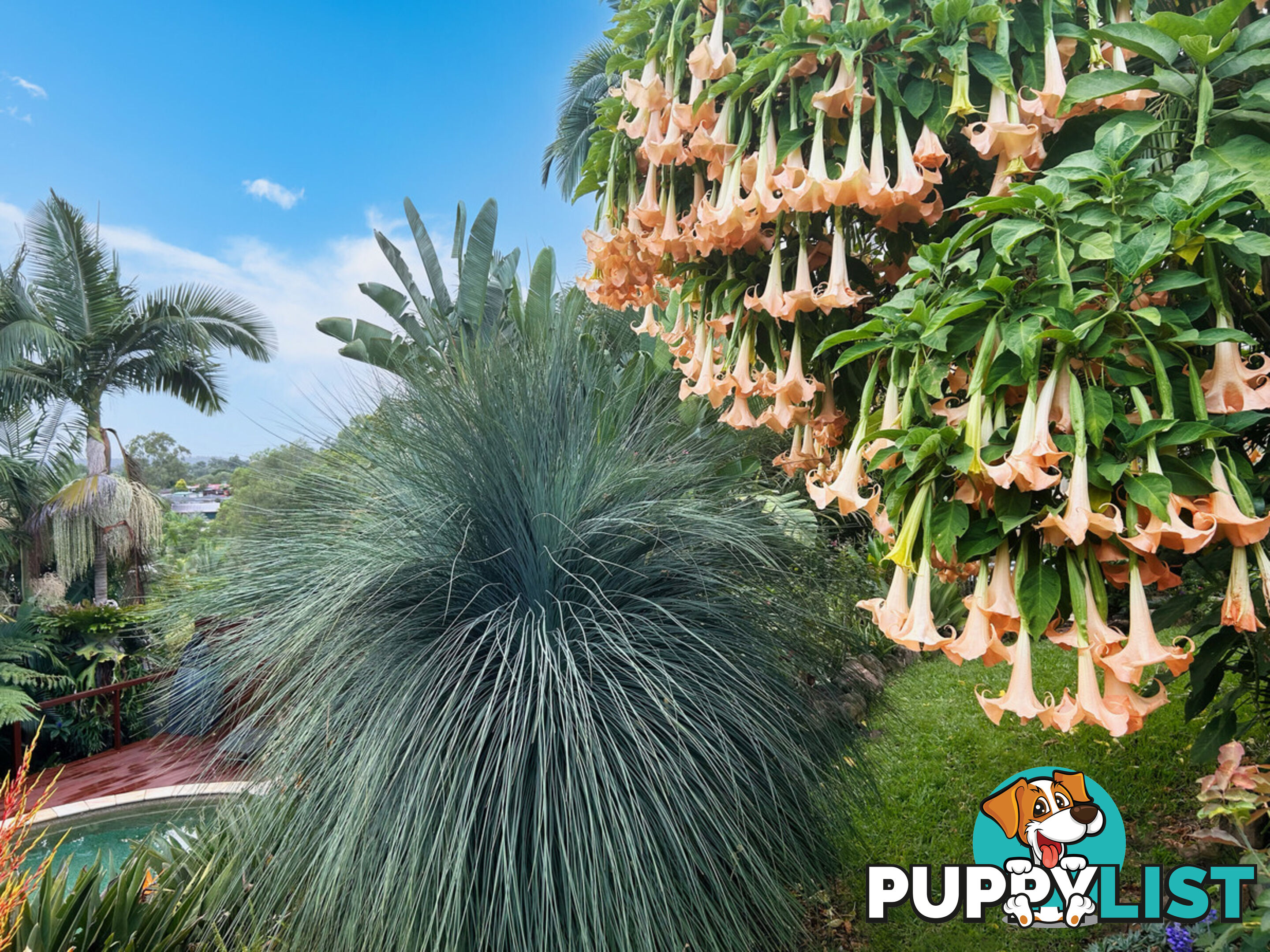 19 Padauk Drive NERANG QLD 4211