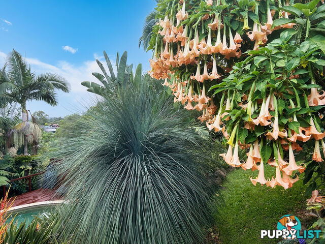 19 Padauk Drive NERANG QLD 4211