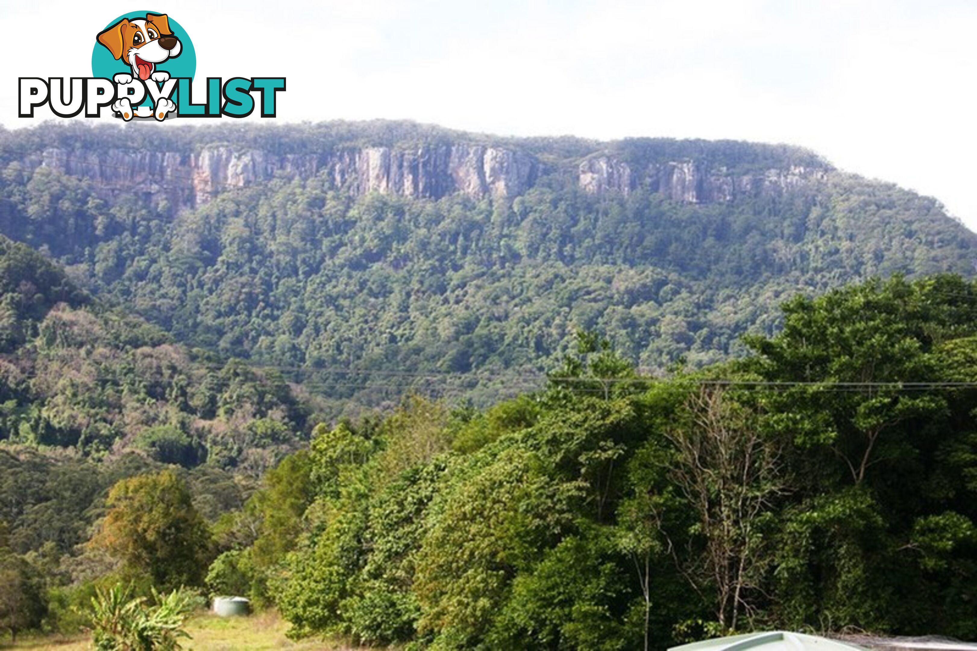 3135 Nerang-Murwillumbah Road NATURAL BRIDGE QLD 4211