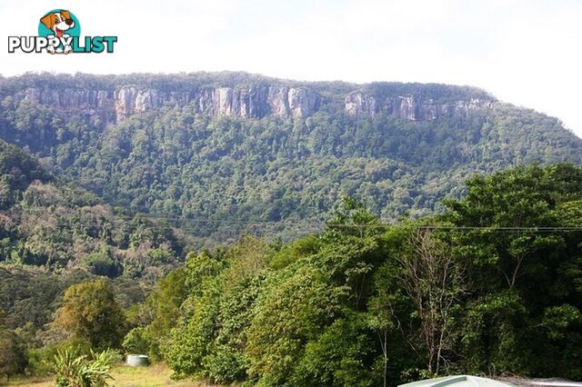 3135 Nerang-Murwillumbah Road NATURAL BRIDGE QLD 4211