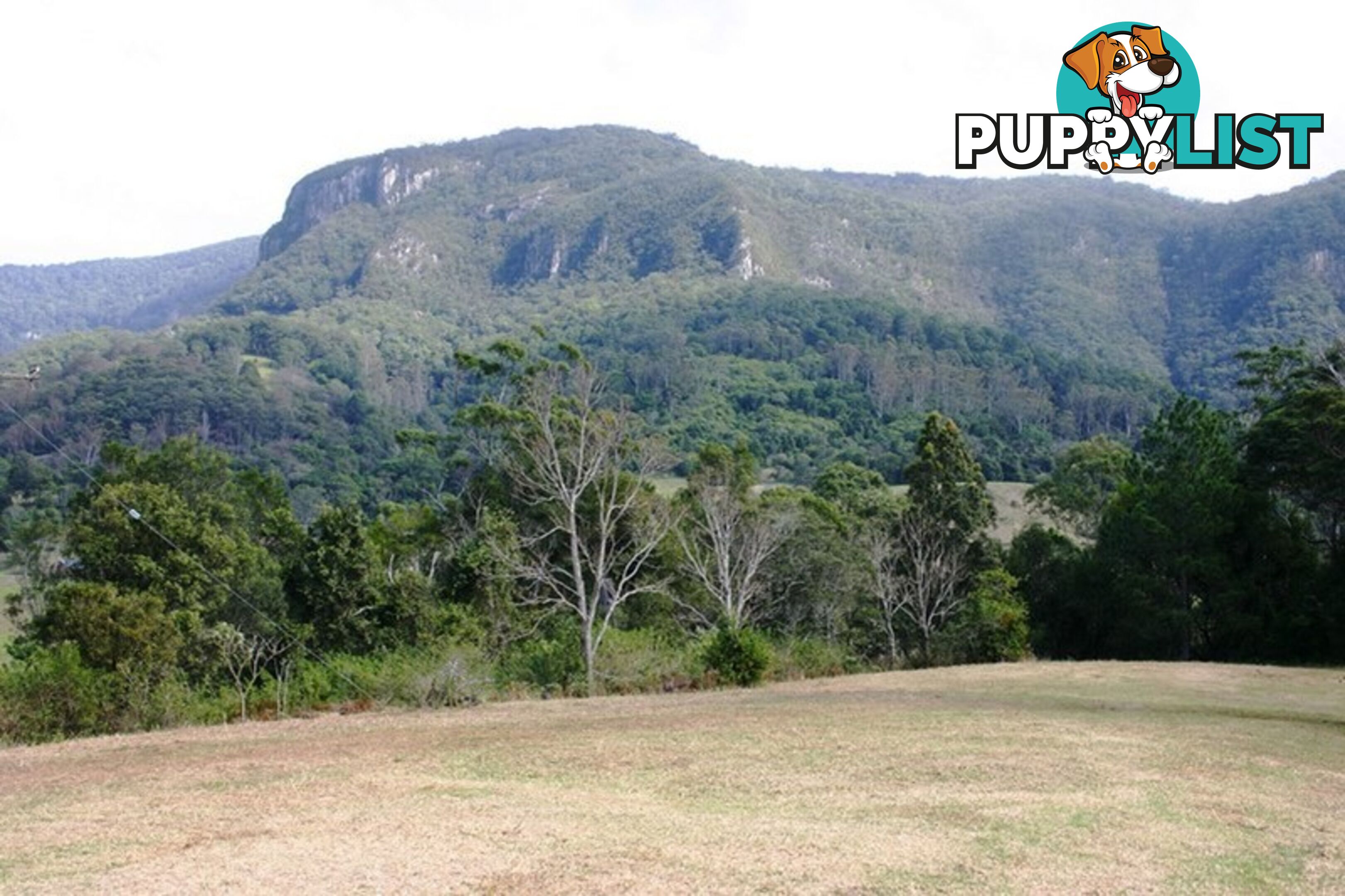 3135 Nerang-Murwillumbah Road NATURAL BRIDGE QLD 4211