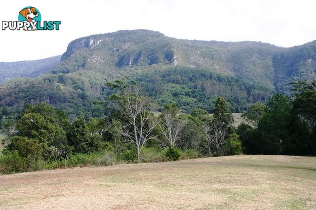 3135 Nerang-Murwillumbah Road NATURAL BRIDGE QLD 4211