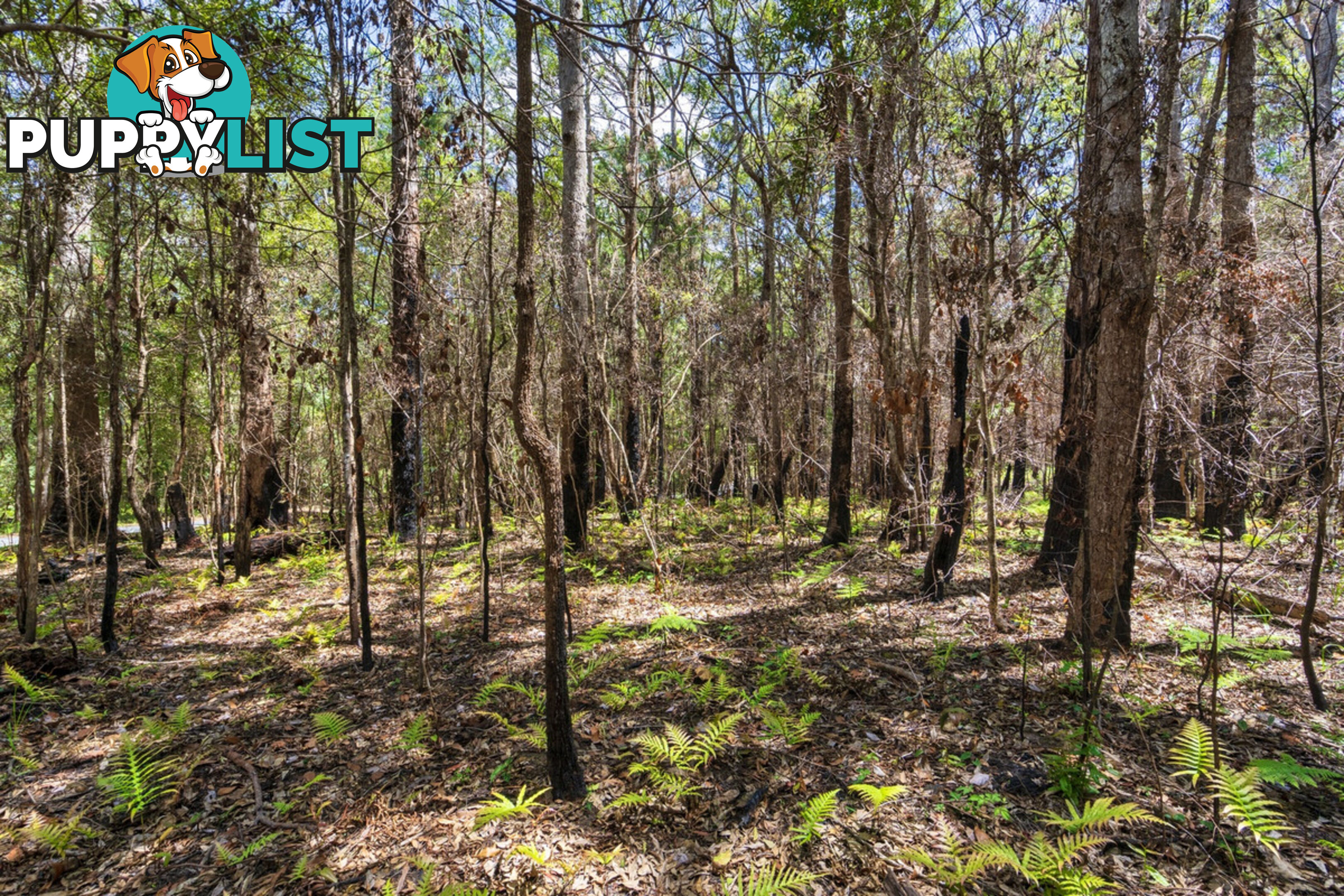 1934 Springbrook Road SPRINGBROOK QLD 4213