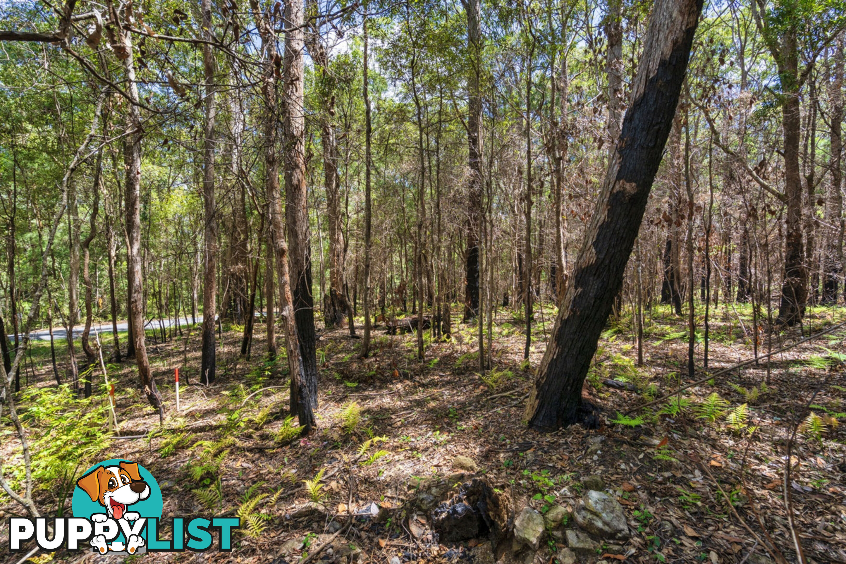 1934 Springbrook Road SPRINGBROOK QLD 4213