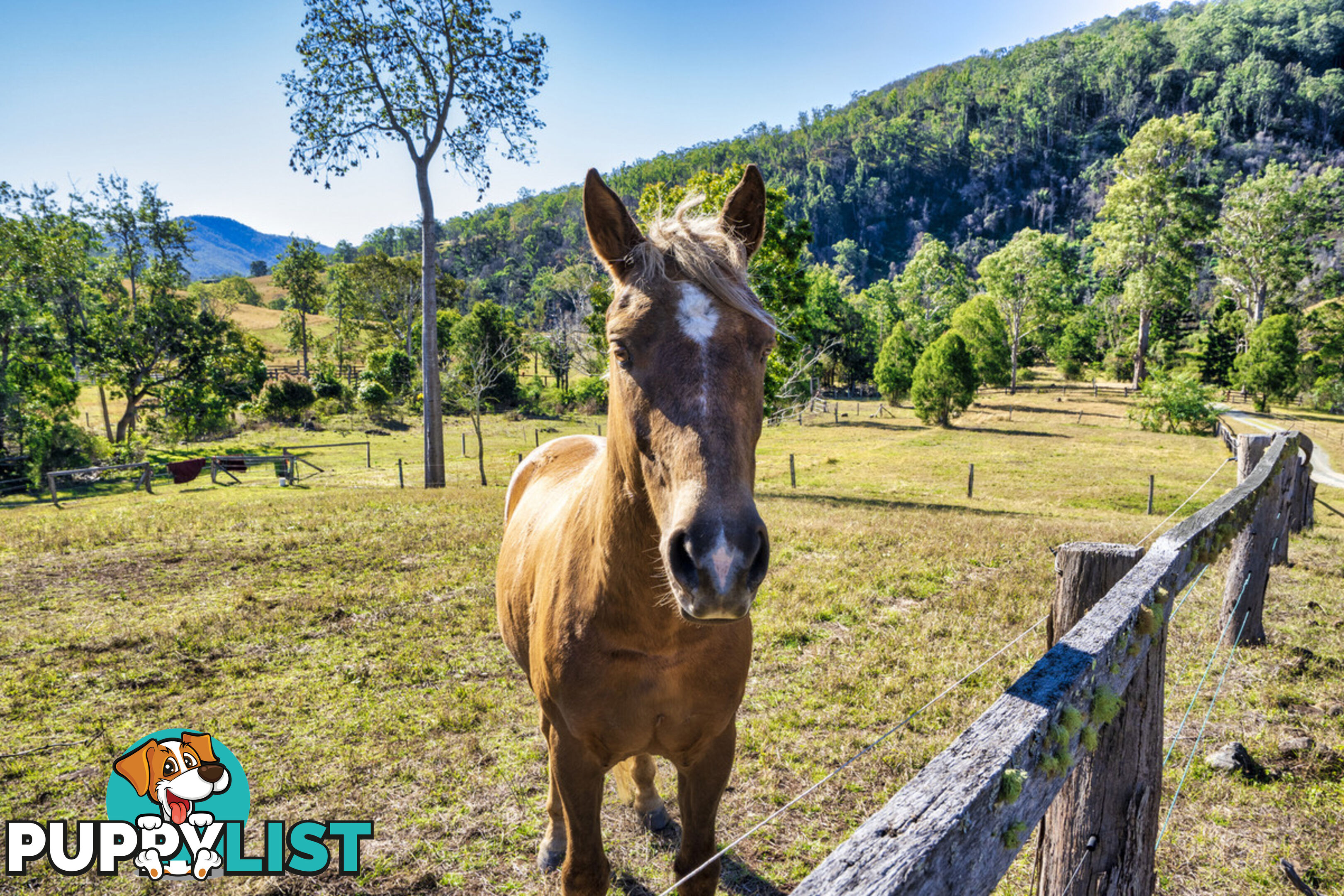 498 Sarabah Road CANUNGRA QLD 4275