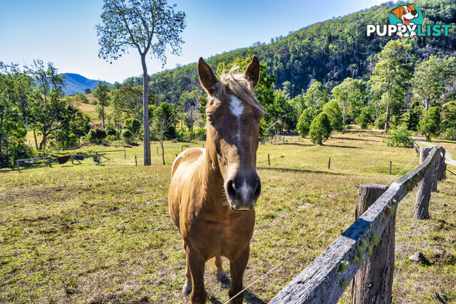 498 Sarabah Road CANUNGRA QLD 4275