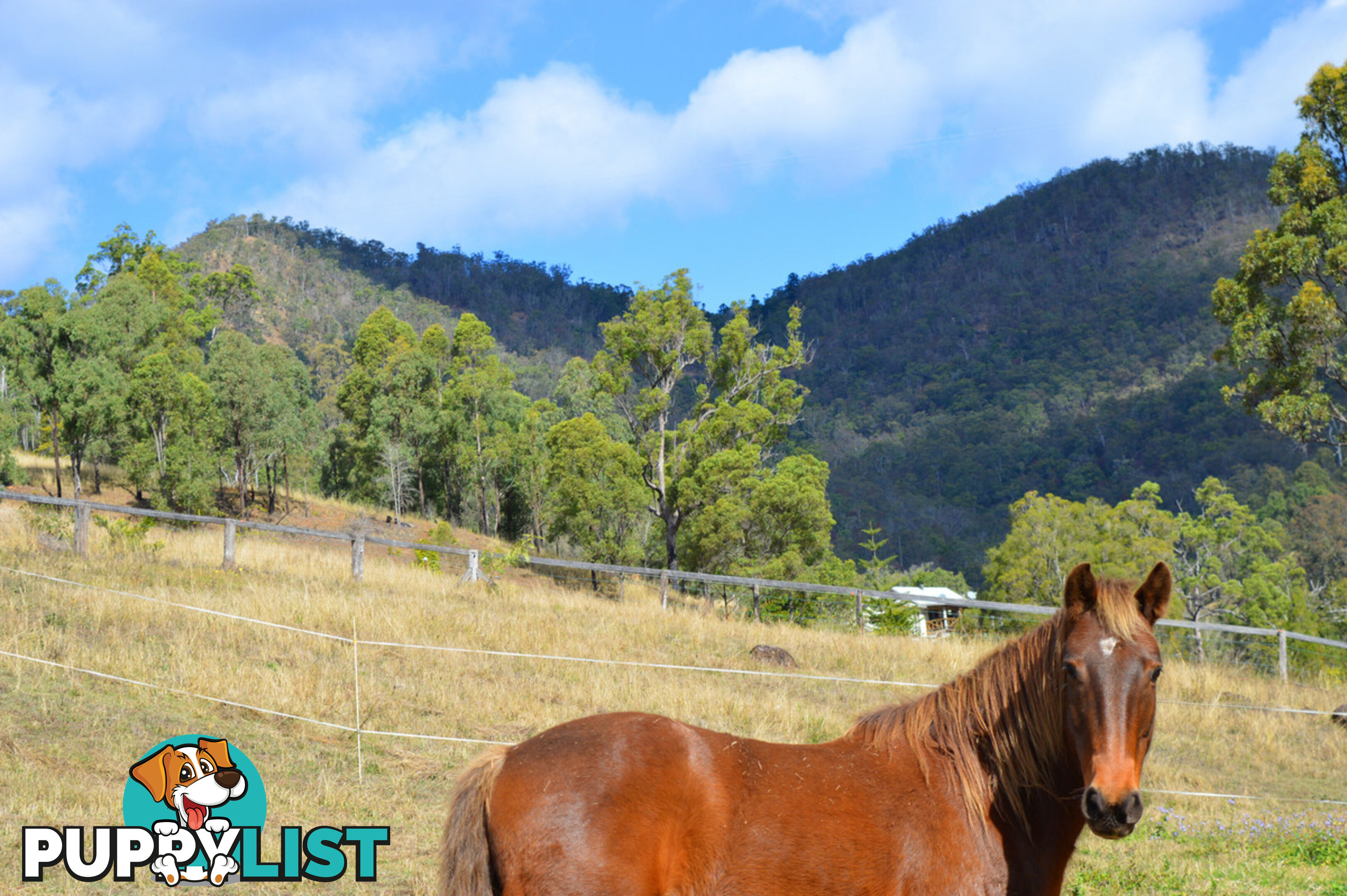 498 Sarabah Road CANUNGRA QLD 4275