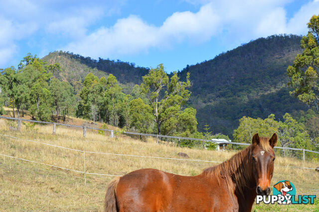 498 Sarabah Road CANUNGRA QLD 4275