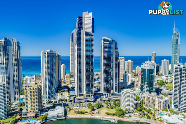 1463/9 Ferny Avenue SURFERS PARADISE QLD 4217