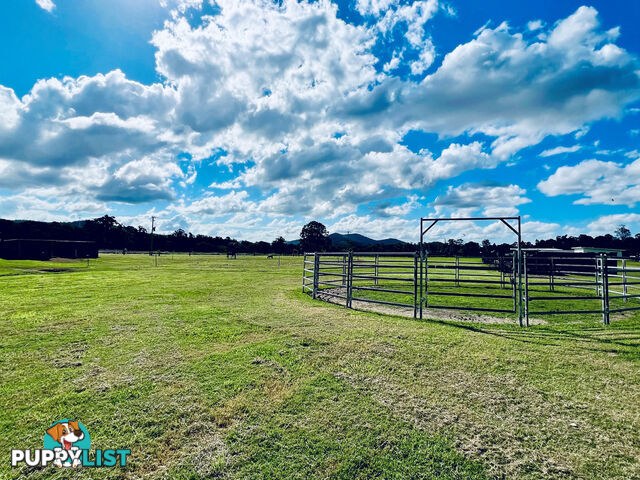 42 Equestrian Drive MAUDSLAND QLD 4210