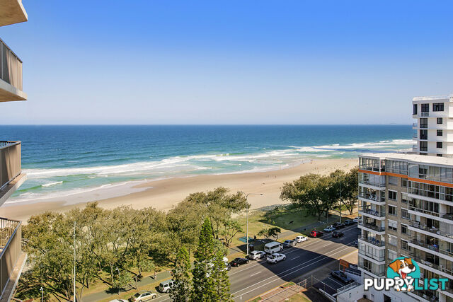 12E/80 The Esplanade SURFERS PARADISE QLD 4217