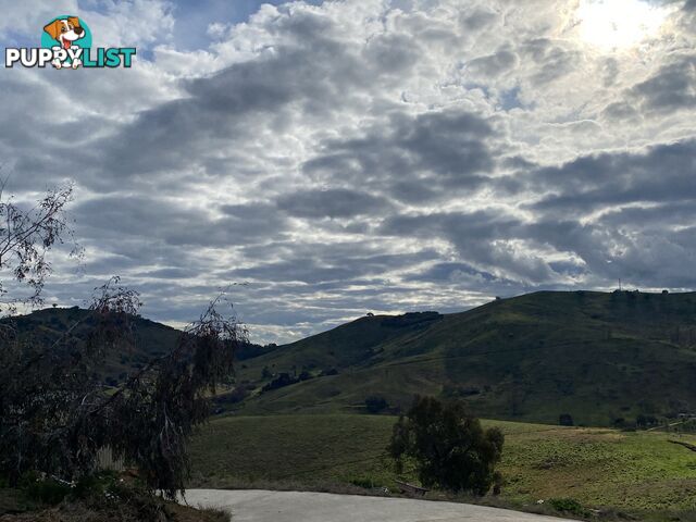 The Apartment, Murray Glades Homestead 45 Rowley Lane BETHANGA VIC 3691