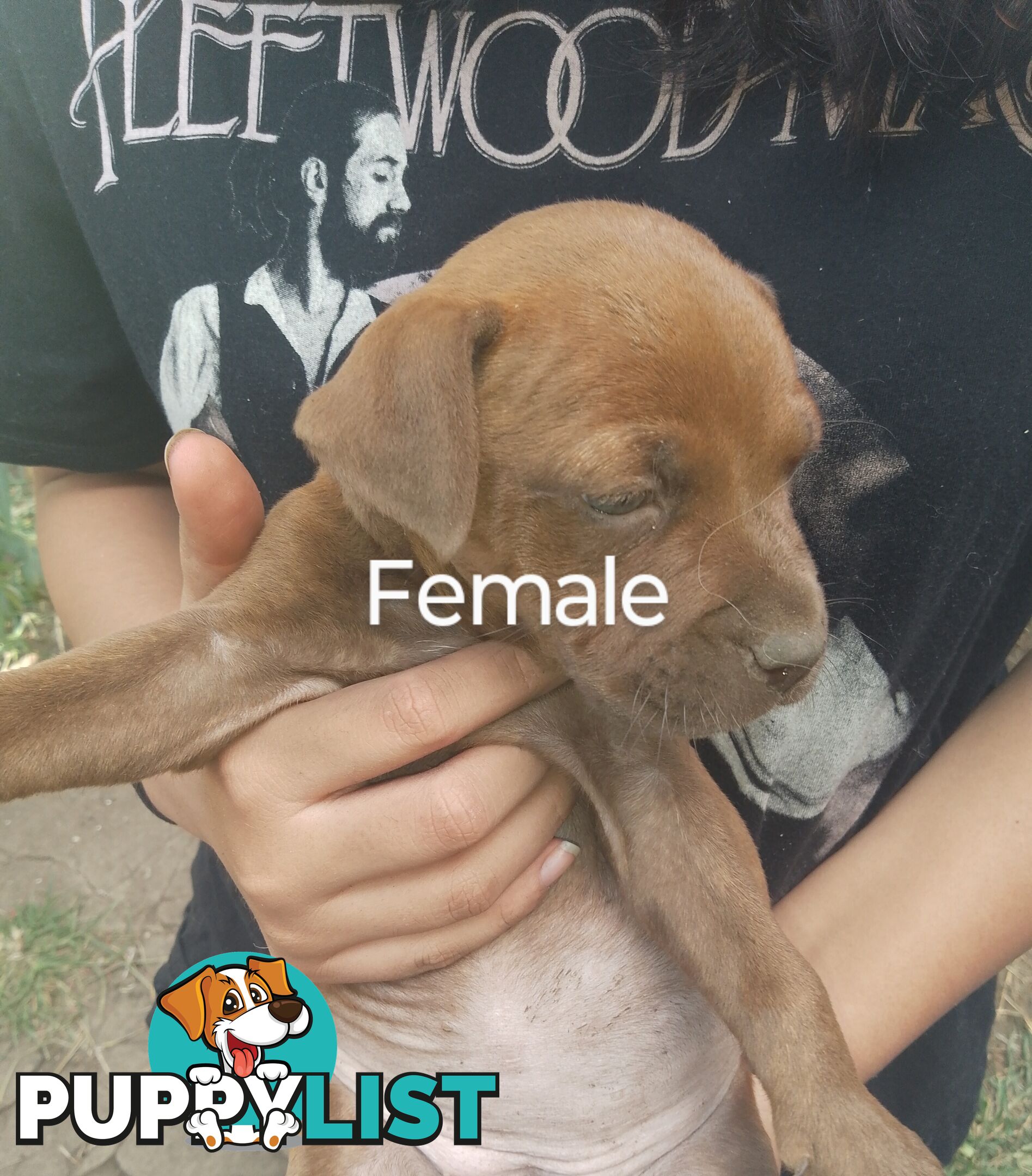 6 beautiful puppies needing a home