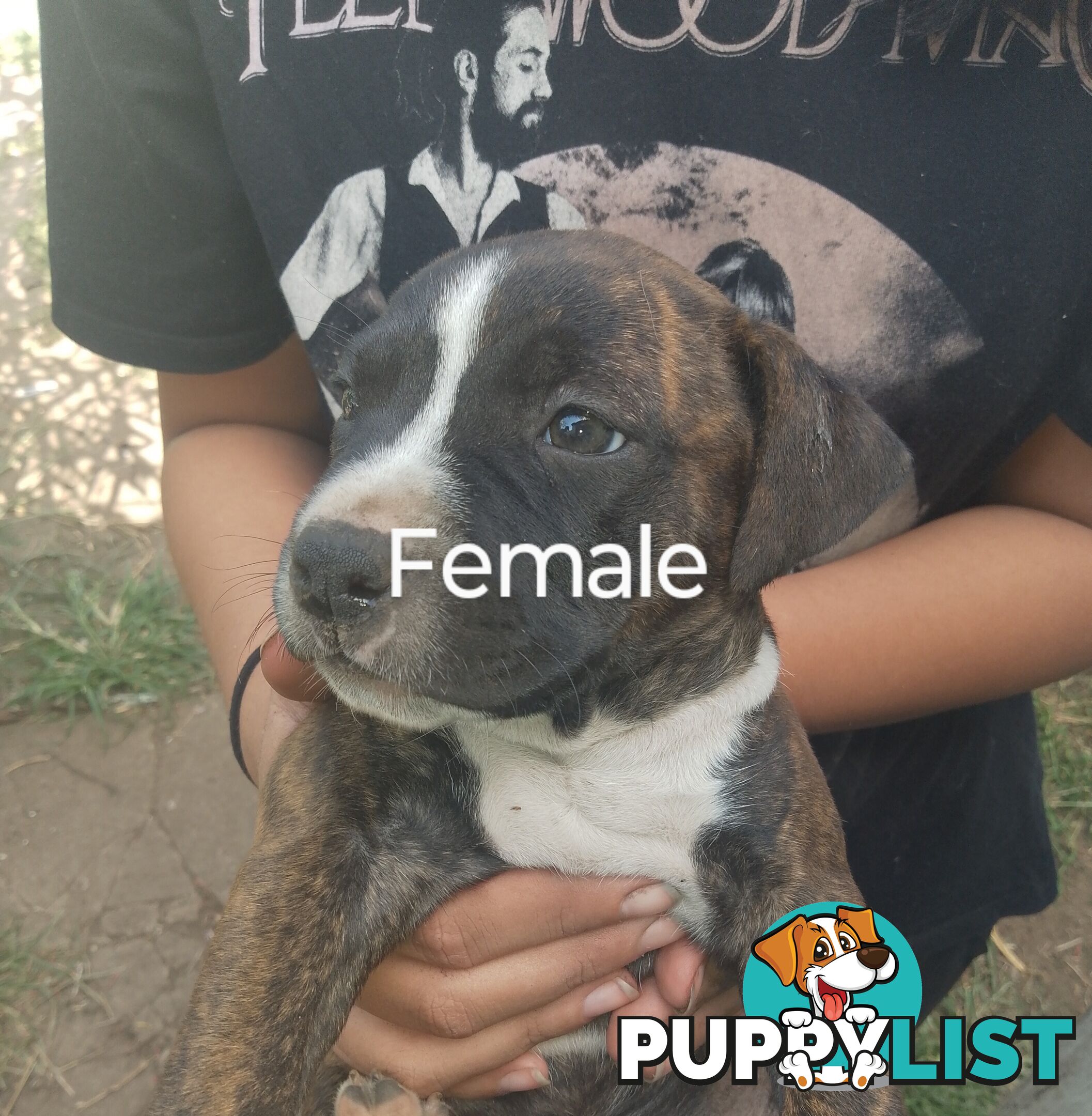 6 beautiful puppies needing a home