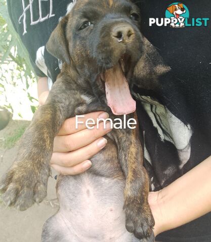 6 beautiful puppies needing a home