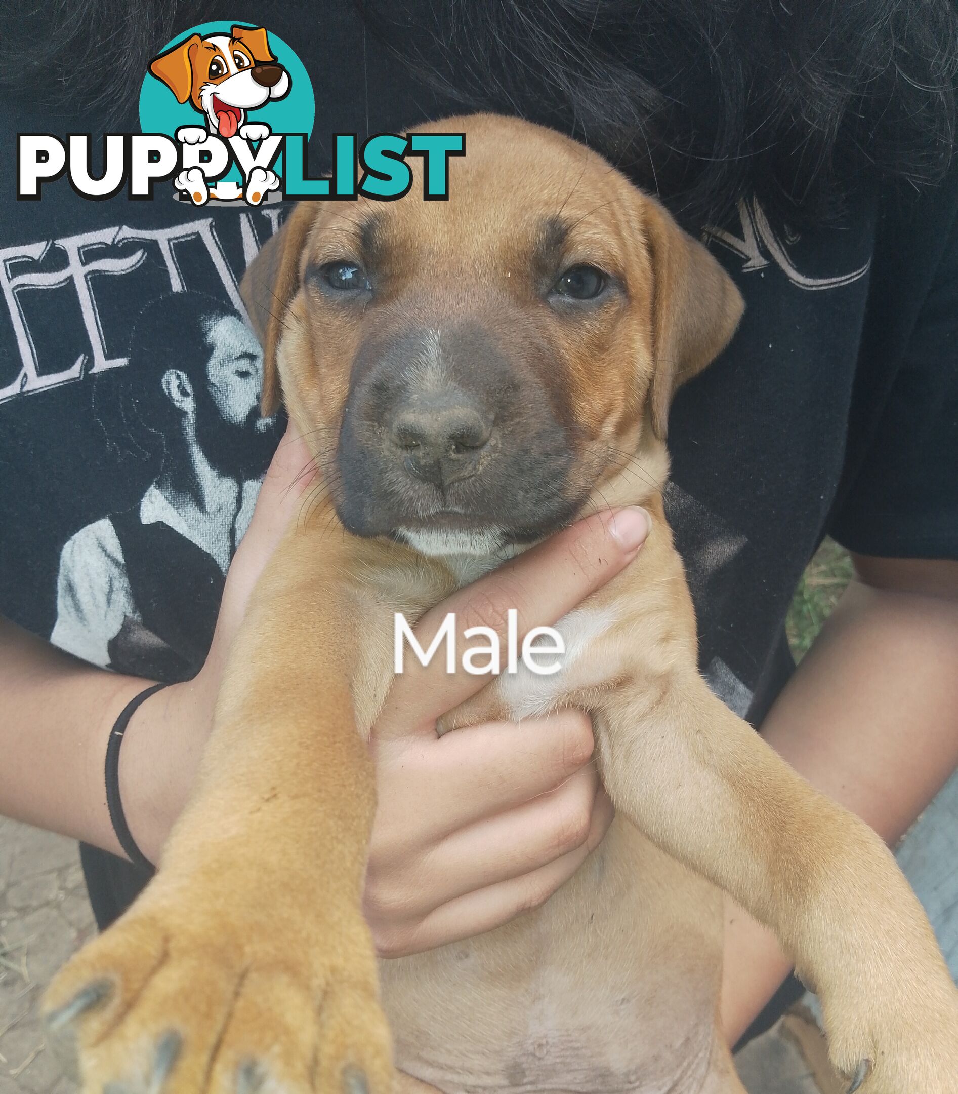 6 beautiful puppies needing a home