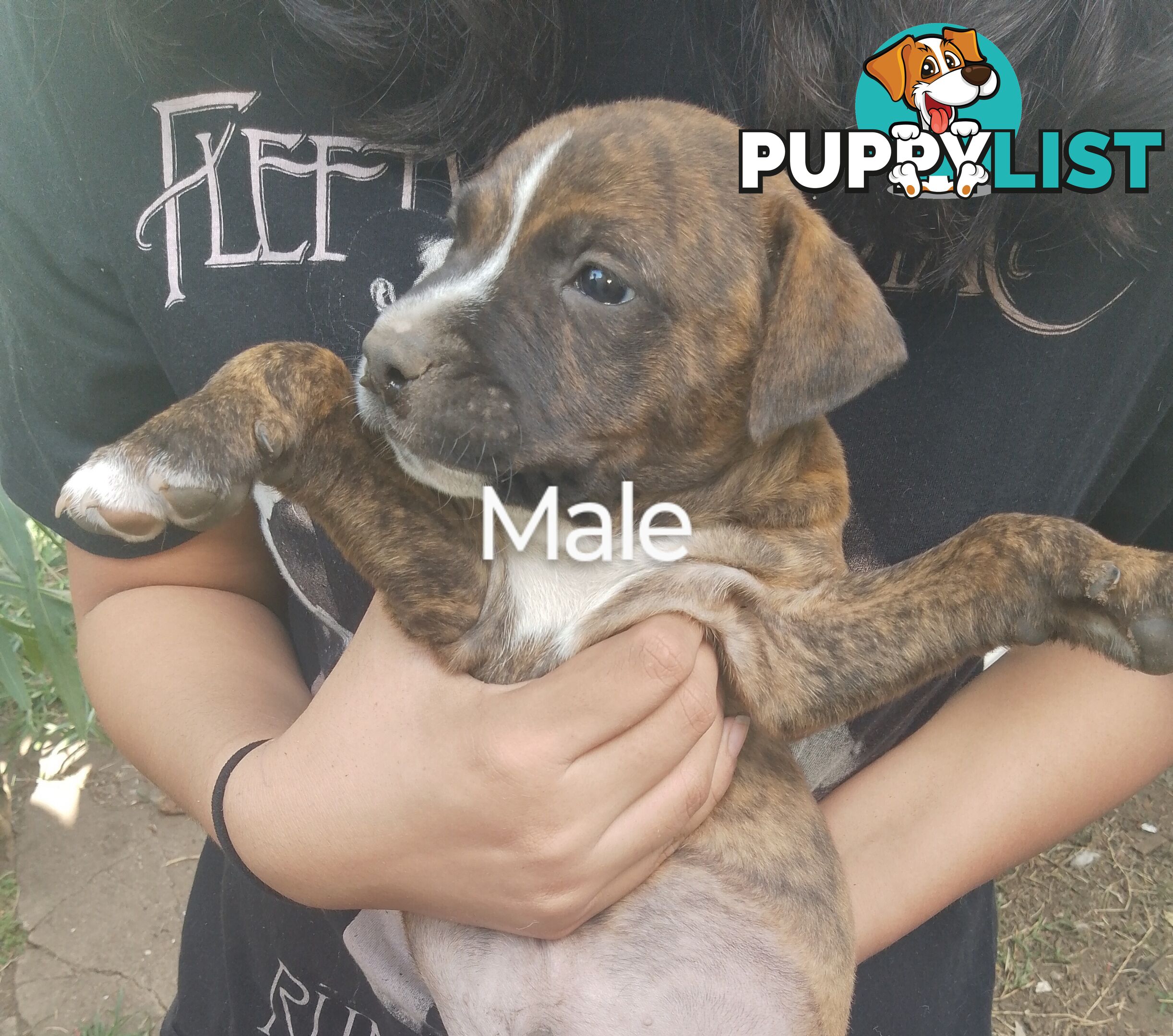 6 beautiful puppies needing a home