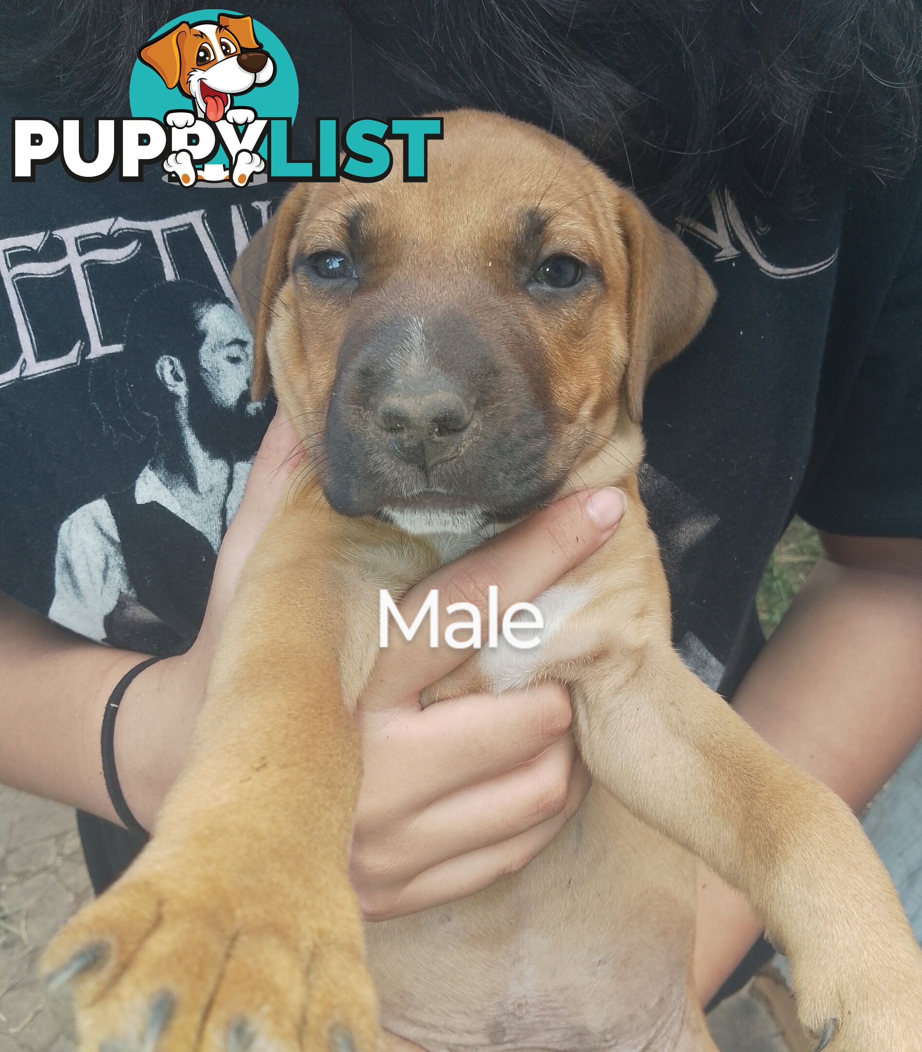 6 beautiful puppies needing a home