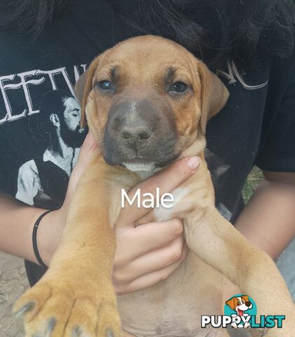 6 beautiful puppies needing a home