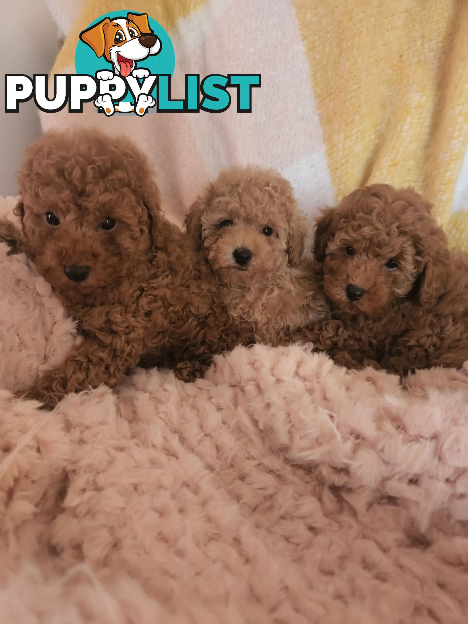 Toy Poodles REDUCED now good homes required DNA clear pure-bred