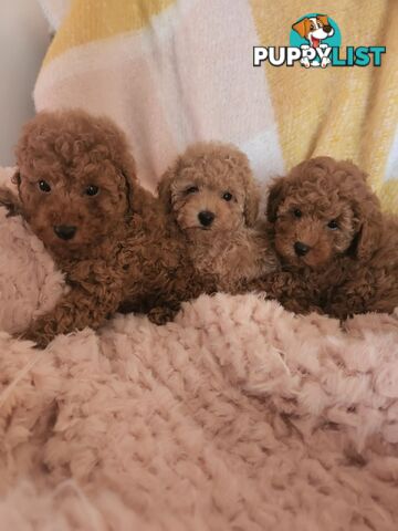 Toy Poodles REDUCED now good homes required DNA clear pure-bred