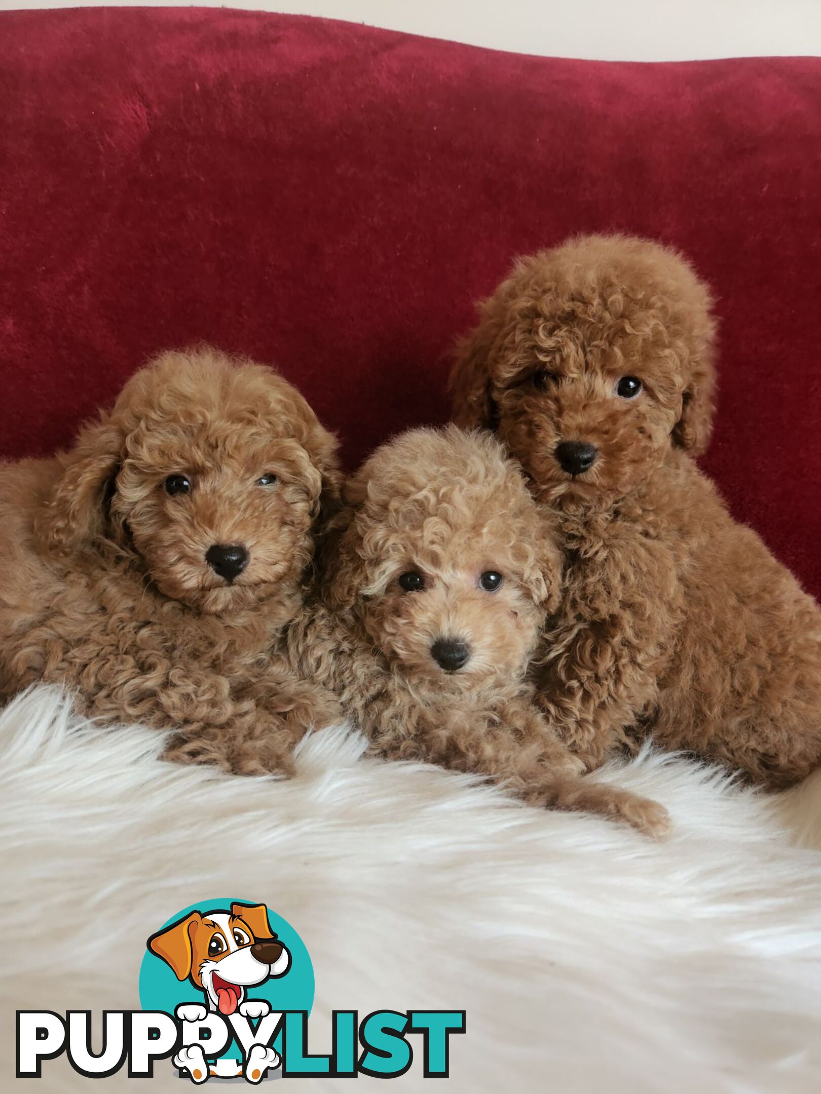 Toy Poodles REDUCED now good homes required DNA clear pure-bred