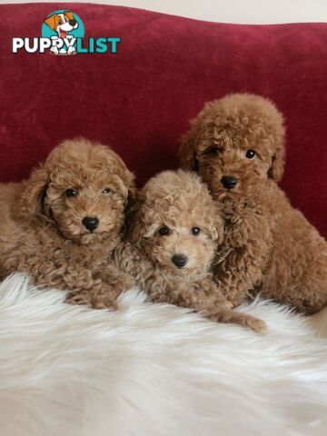 Toy Poodles REDUCED now good homes required DNA clear pure-bred