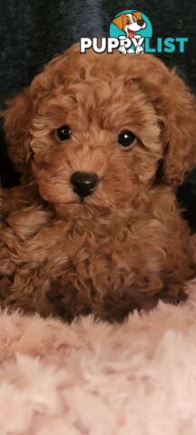 Toy Poodles REDUCED now good homes required DNA clear pure-bred