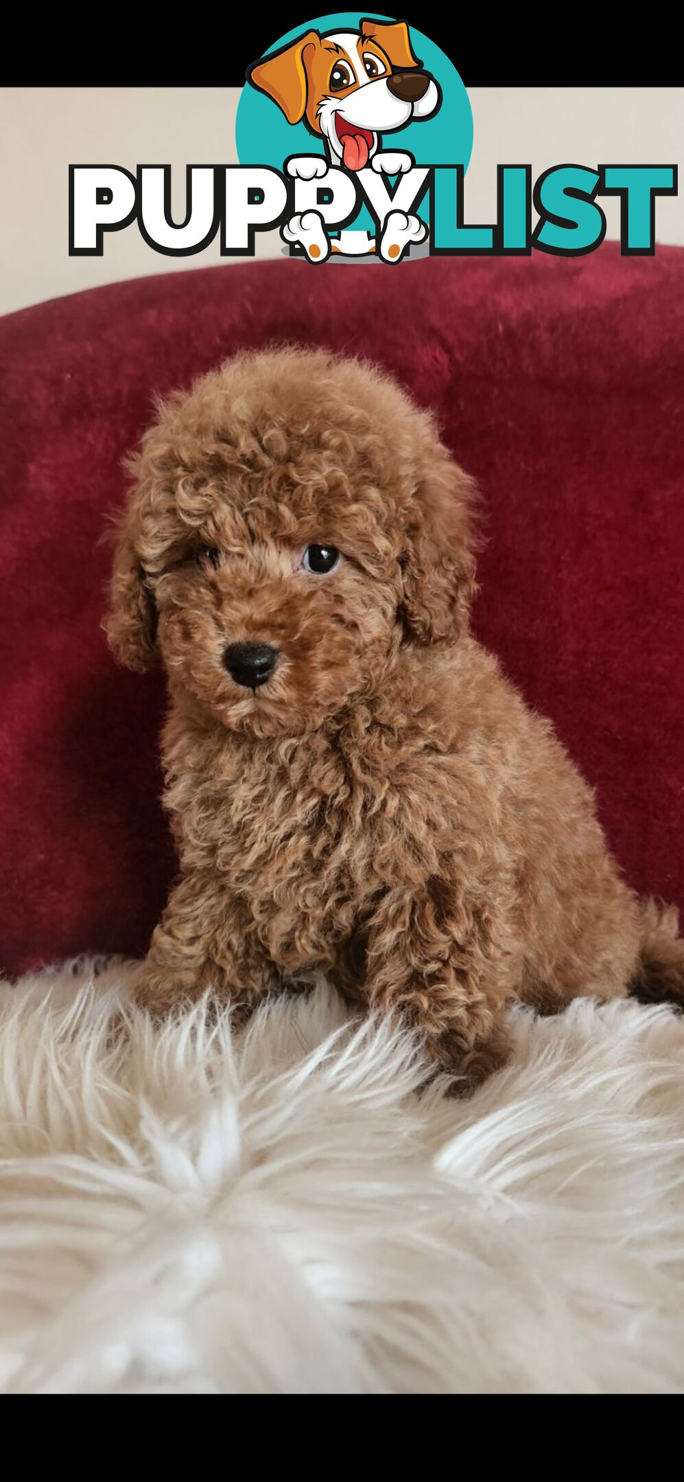 Toy Poodles REDUCED now good homes required DNA clear pure-bred