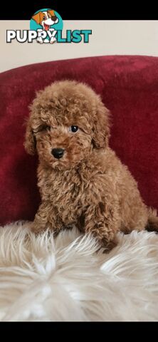 Toy Poodles REDUCED now good homes required DNA clear pure-bred