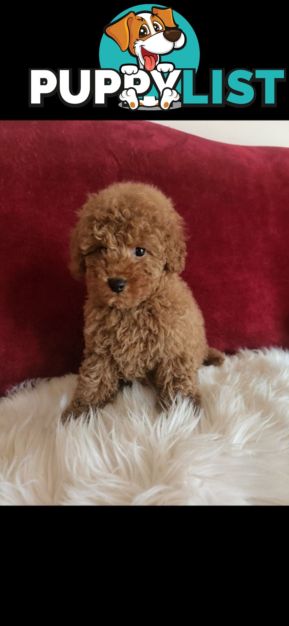 Toy Poodles REDUCED now good homes required DNA clear pure-bred