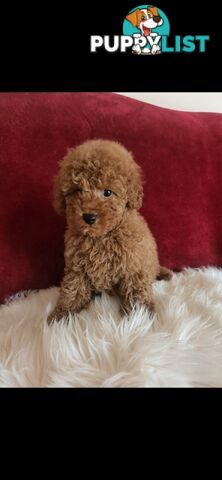 Toy Poodles REDUCED now good homes required DNA clear pure-bred