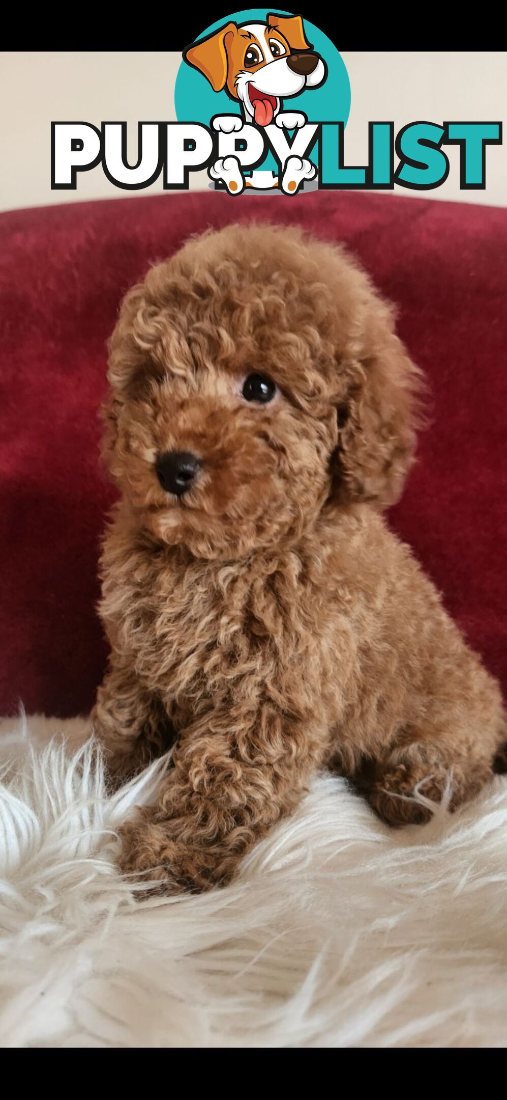 Toy Poodles REDUCED now good homes required DNA clear pure-bred