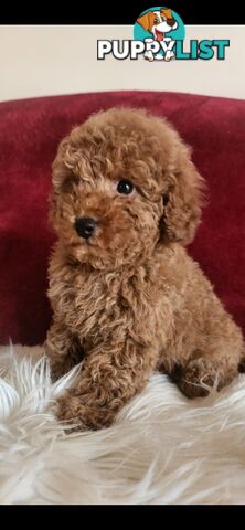 Toy Poodles REDUCED now good homes required DNA clear pure-bred