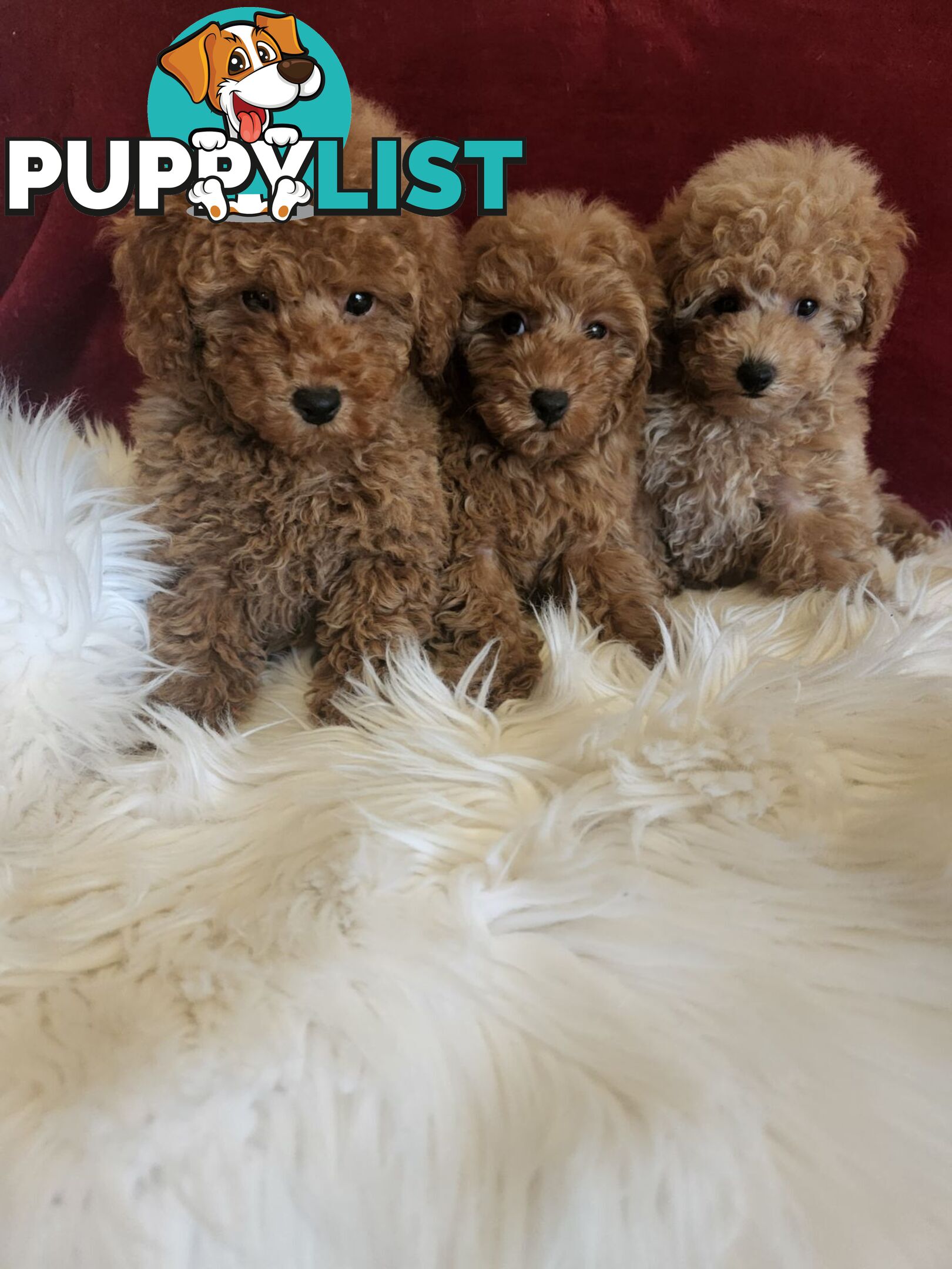 Toy Poodles REDUCED now good homes required DNA clear pure-bred