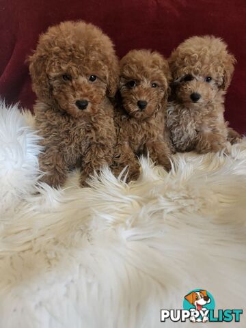 Toy Poodles REDUCED now good homes required DNA clear pure-bred