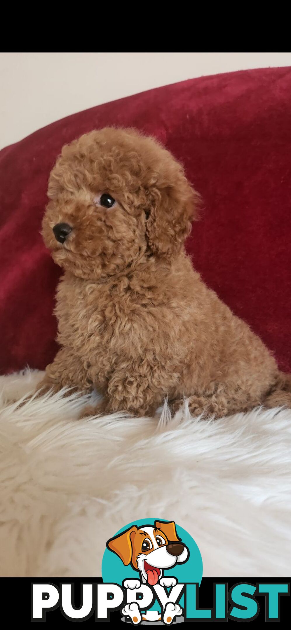 Toy Poodles REDUCED now good homes required DNA clear pure-bred