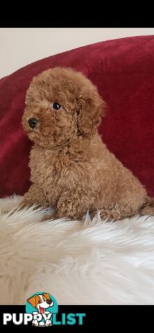 Toy Poodles REDUCED now good homes required DNA clear pure-bred